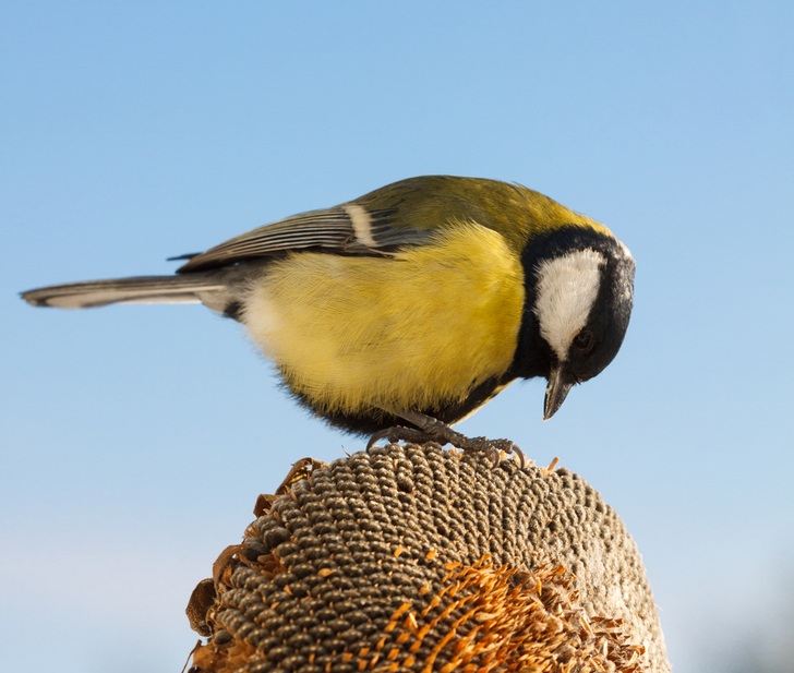 10 mejores plantas para atraer pájaros de traspatio