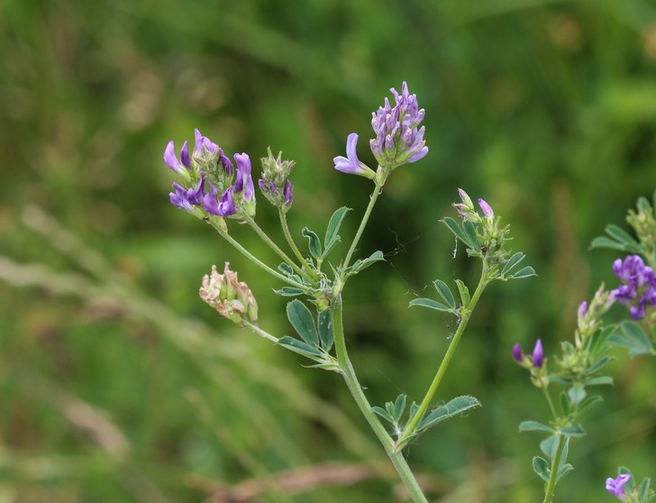 10 razones para cultivar alfalfa en tu jardín