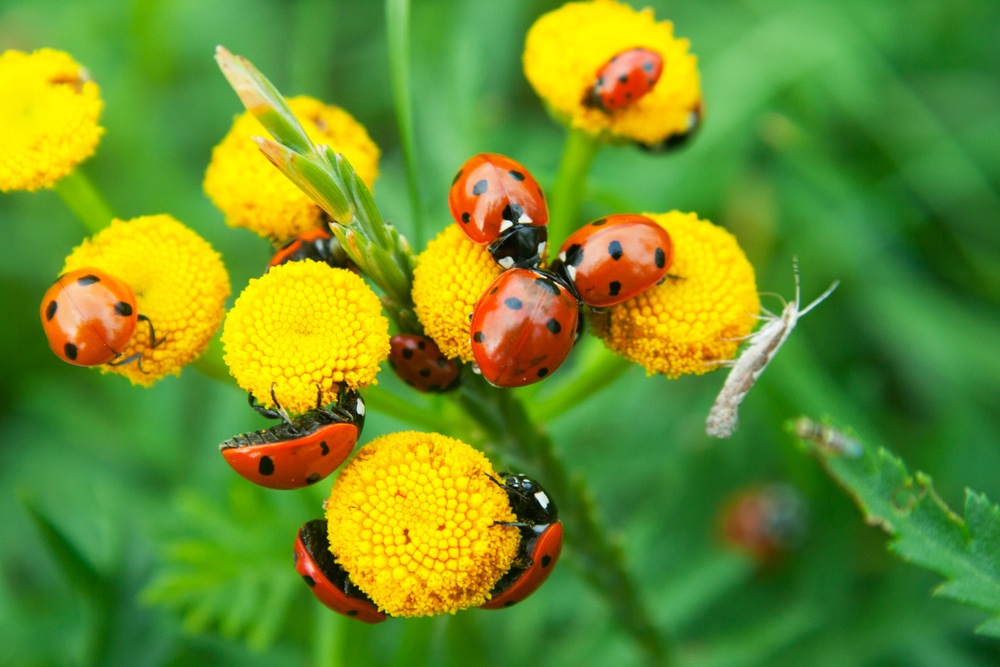 12 insectos beneficiosos para tu jardín y cómo atraerlos