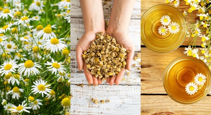 12 razones para cultivar manzanilla y 7 recetas brillantes