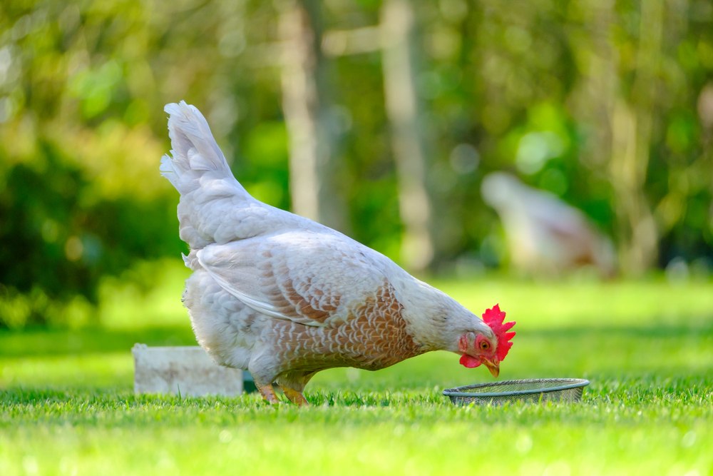 17 cosas que debes saber antes de criar pollos de