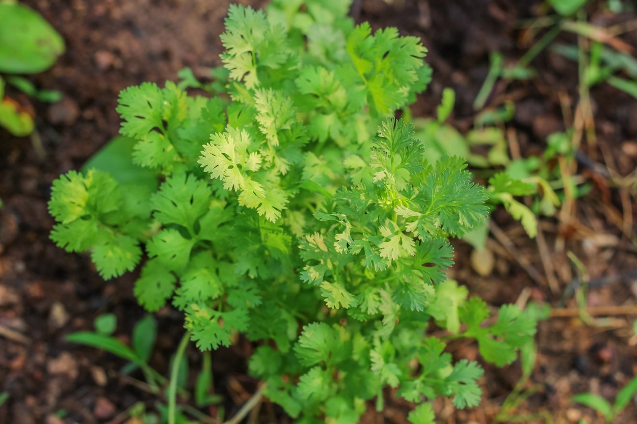 17 usos brillantes para el cilantro que van mucho más