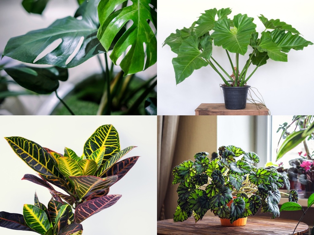 27 plantas de interior tropicales y exóticas que deberías cultivar