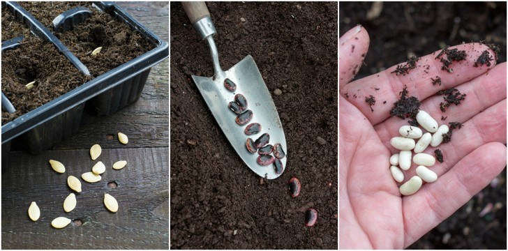 Cómo guardar semillas para el jardín más productivo