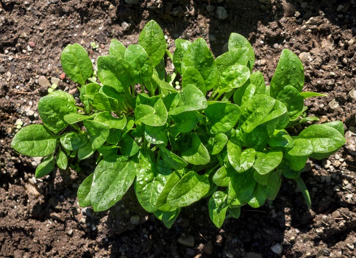 11 verduras de rápido crecimiento que no requieren trabajo y