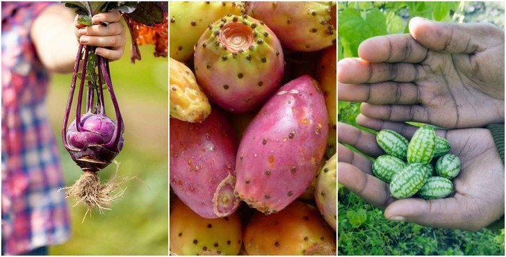 12 frutas y verduras extrañas e inusuales que puedes cultivar