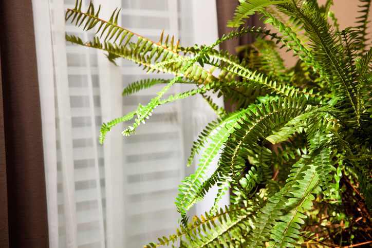 6 plantas fáciles de mantener que reducen la humedad interior