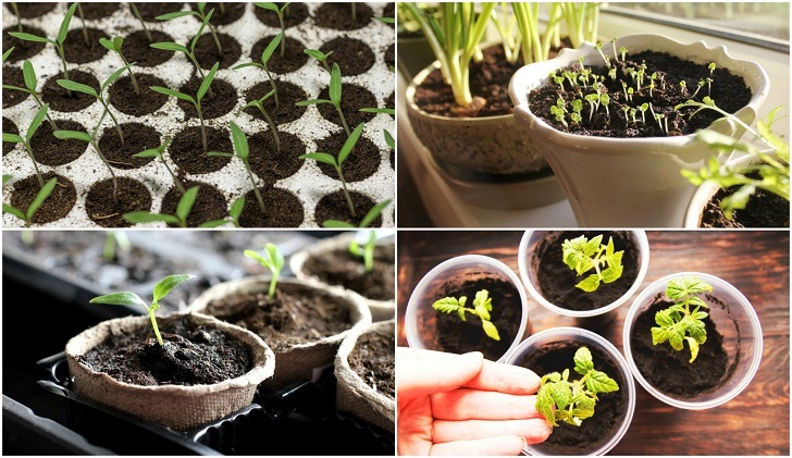 Los 10 mejores consejos y trucos para cultivar semillas en