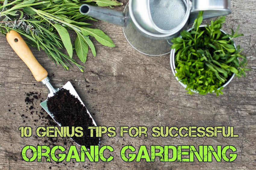 10 consejos geniales para una jardinería orgánica exitosa