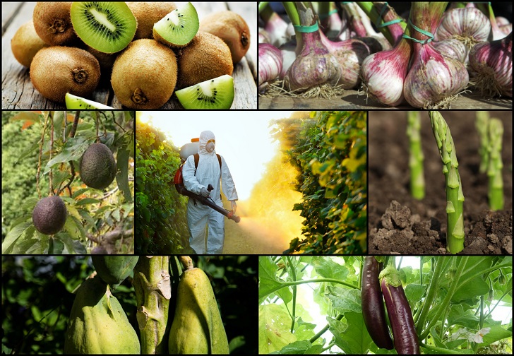 12 frutas y verduras con la mayor cantidad de pesticidas