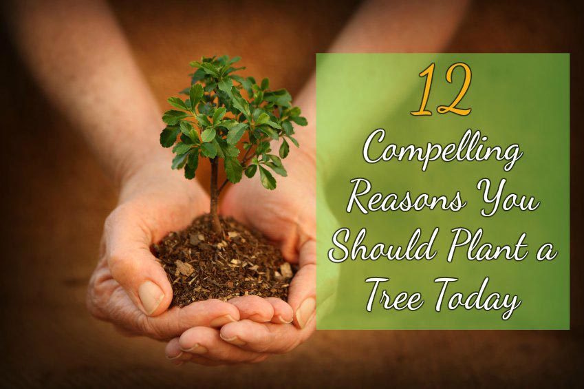 12 razones convincentes por las que deberías plantar un árbol