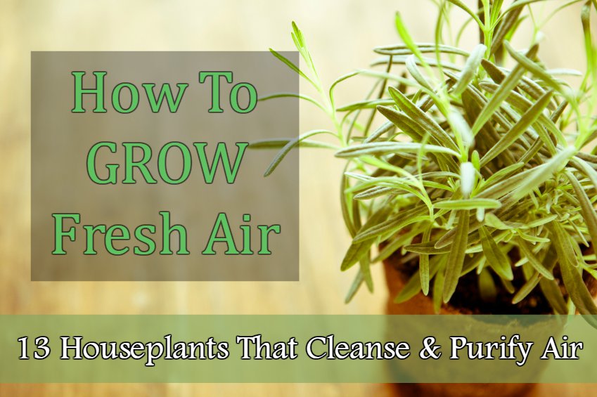 13 plantas de interior que limpian y purifican el aire