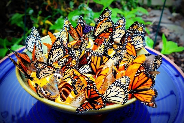 14 hermosos comederos de mariposas de bricolaje para hacer de