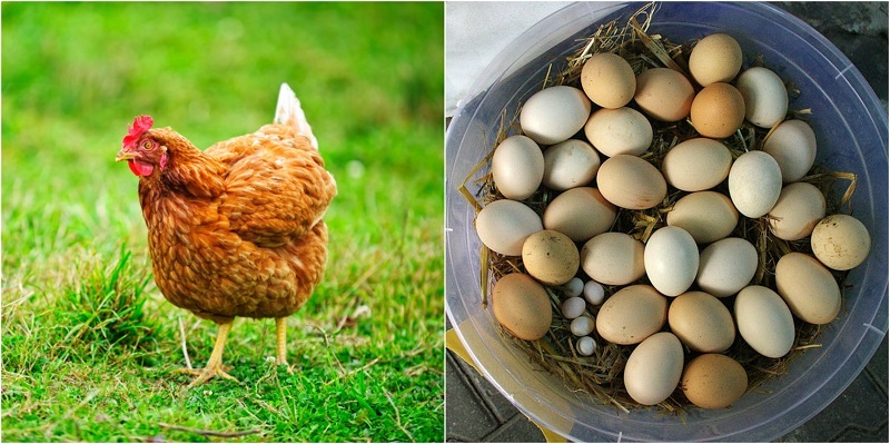 20 razones convincentes para tener pollos de traspatio