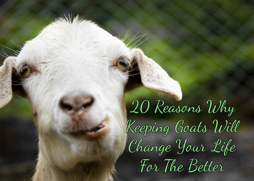 20 razones por las que tener cabras cambiará tu vida