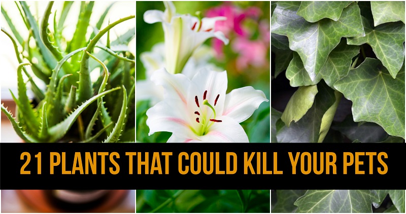 21 plantas sorprendentes que podrían matar a tus mascotas