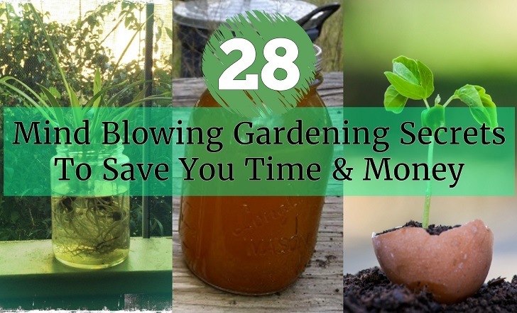 28 alucinantes secretos de jardinería para ahorrarte tiempo y dinero