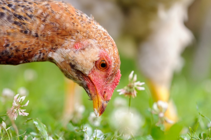 9 alimentos tóxicos que nunca debes alimentar a tus pollos