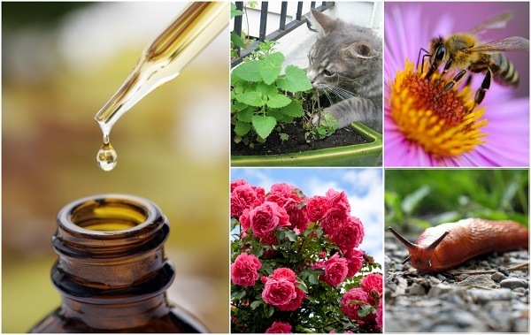 9 formas inteligentes de usar aceites esenciales en el jardín