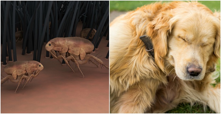 9 remedios naturales contra las pulgas para perros que realmente