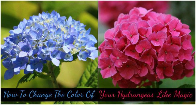 Cómo cambiar el color de tus hortensias como magia