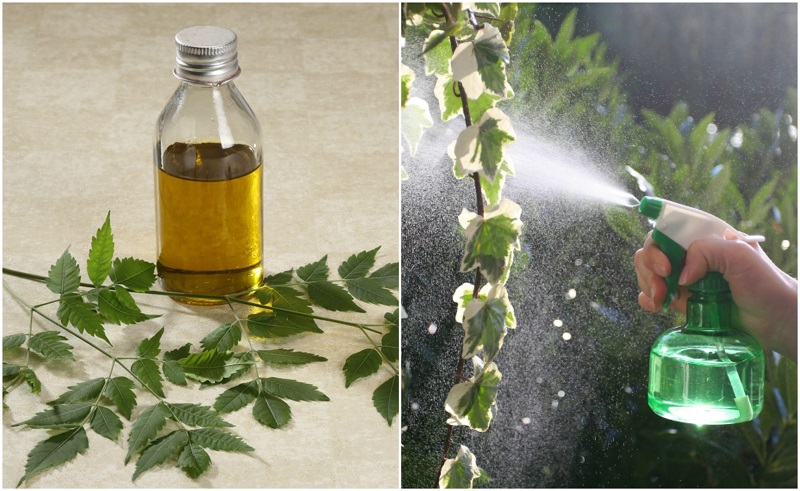 Cómo el aceite de neem hace maravillas para sus plantas