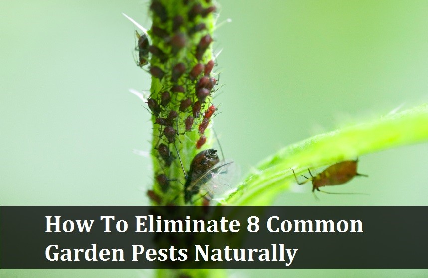 Cómo eliminar 8 plagas comunes del jardín de forma natural