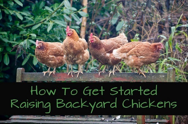 Cómo empezar a criar pollos de traspatio