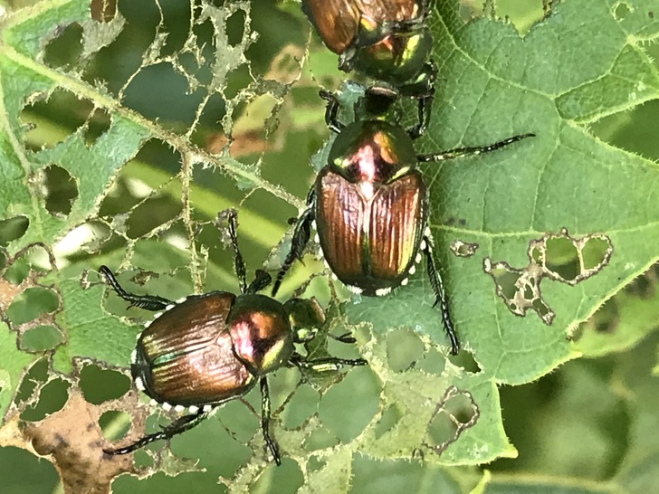 10 maneras de deshacerse de los escarabajos japoneses naturalmente