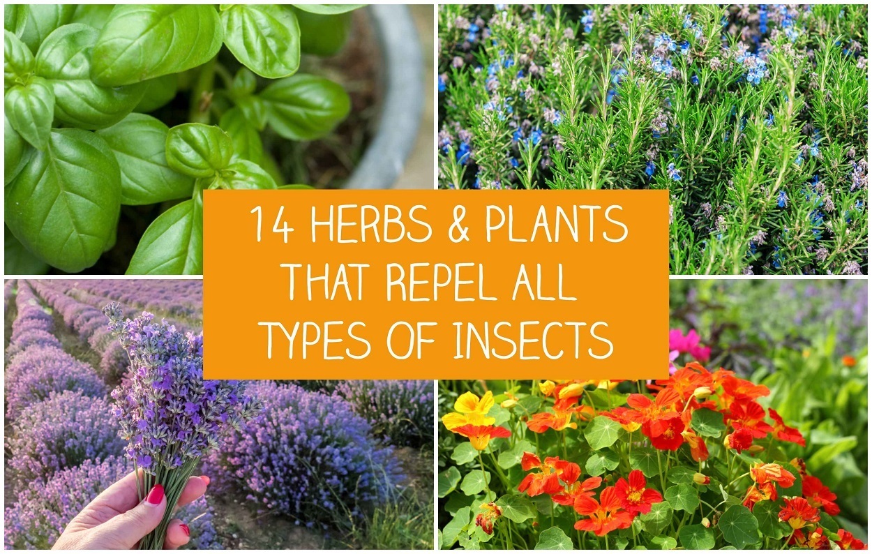 14 hierbas y plantas que repelen todo tipo de insectos