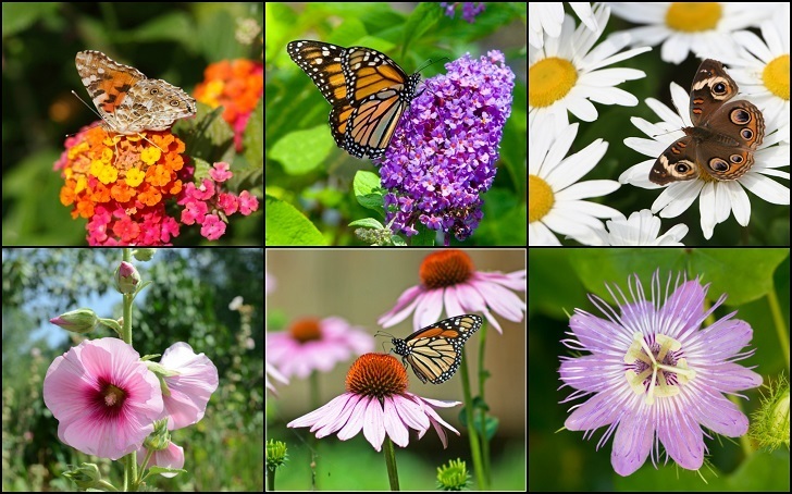 30 hermosas plantas para atraer mariposas a tu jardín