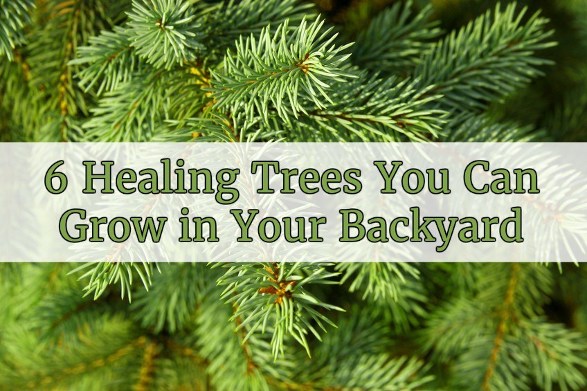 6 árboles curativos que puedes cultivar en tu patio trasero