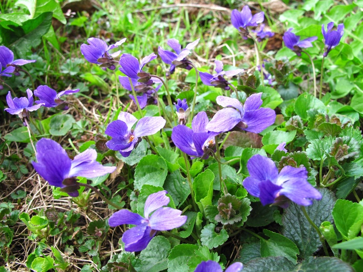 7 formas encantadoras de usar violetas silvestres