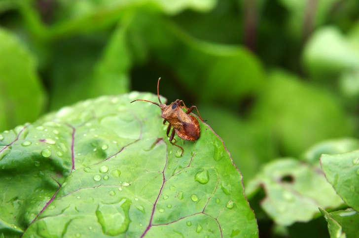 8 maneras de deshacerse de los insectos de calabaza y