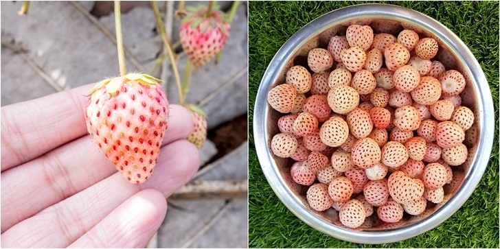 Cómo Cultivar Pineberries – La Fresa Que Sabe A Piña
