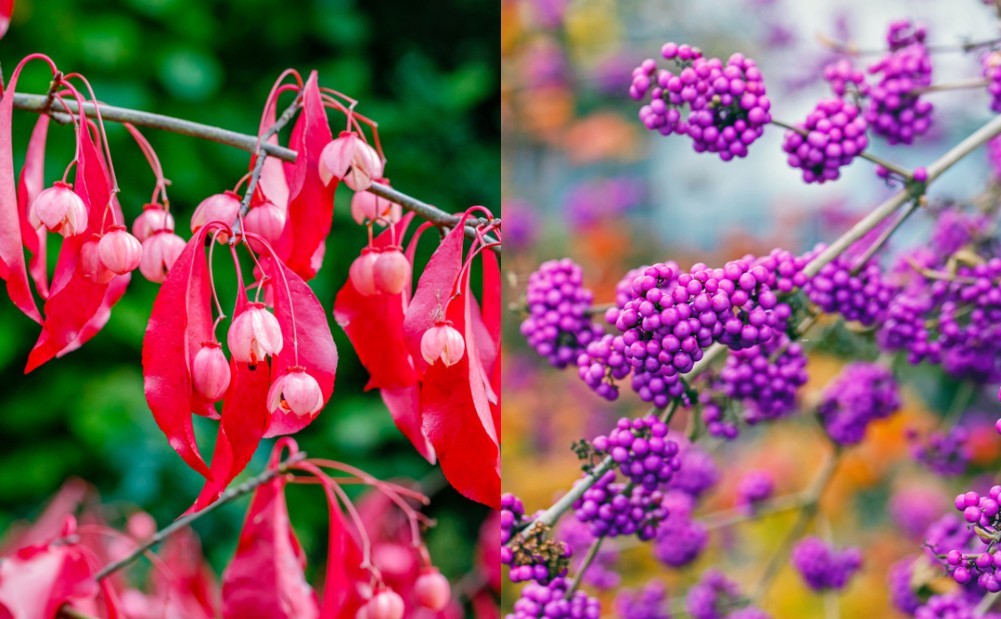 10 hermosas plantas para una exhibición vibrante de colores otoñales