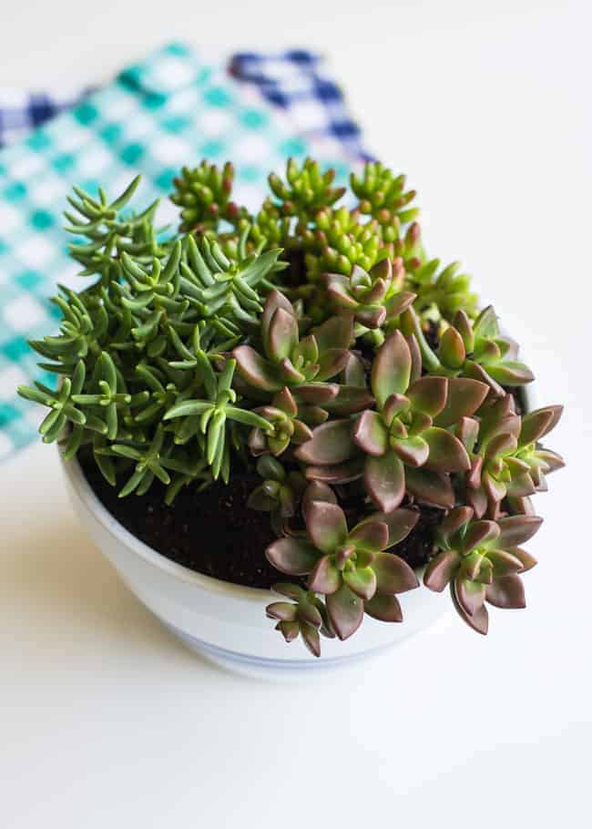 11 mejores plantas de interior fáciles de cultivar