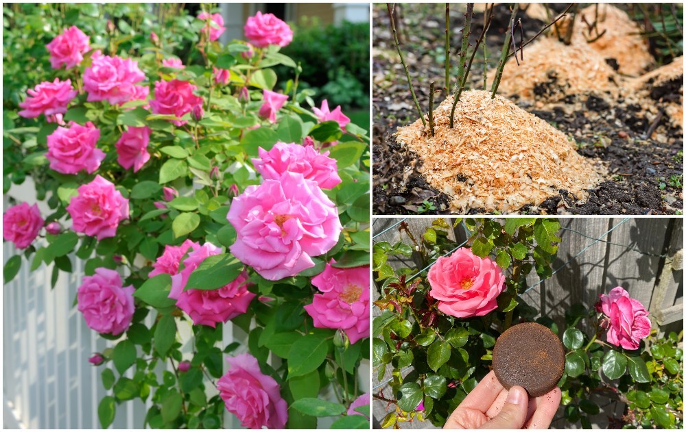 11 secretos para cultivar las rosas más grandes y hermosas