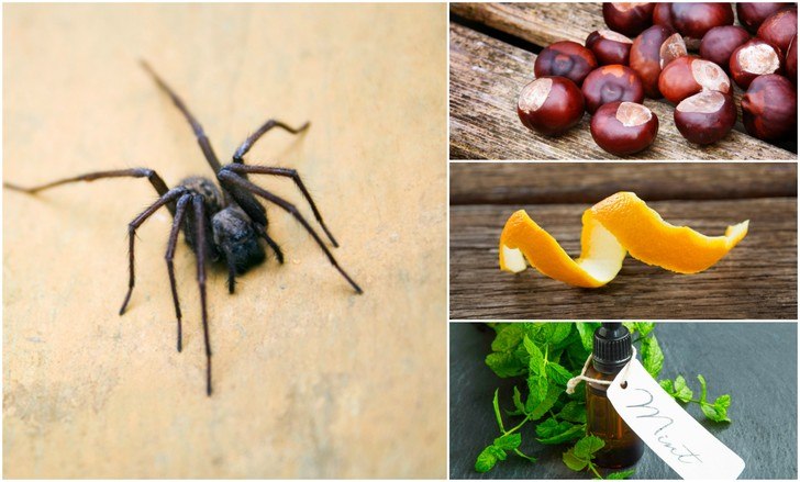 12 formas naturales de mantener a las arañas fuera de