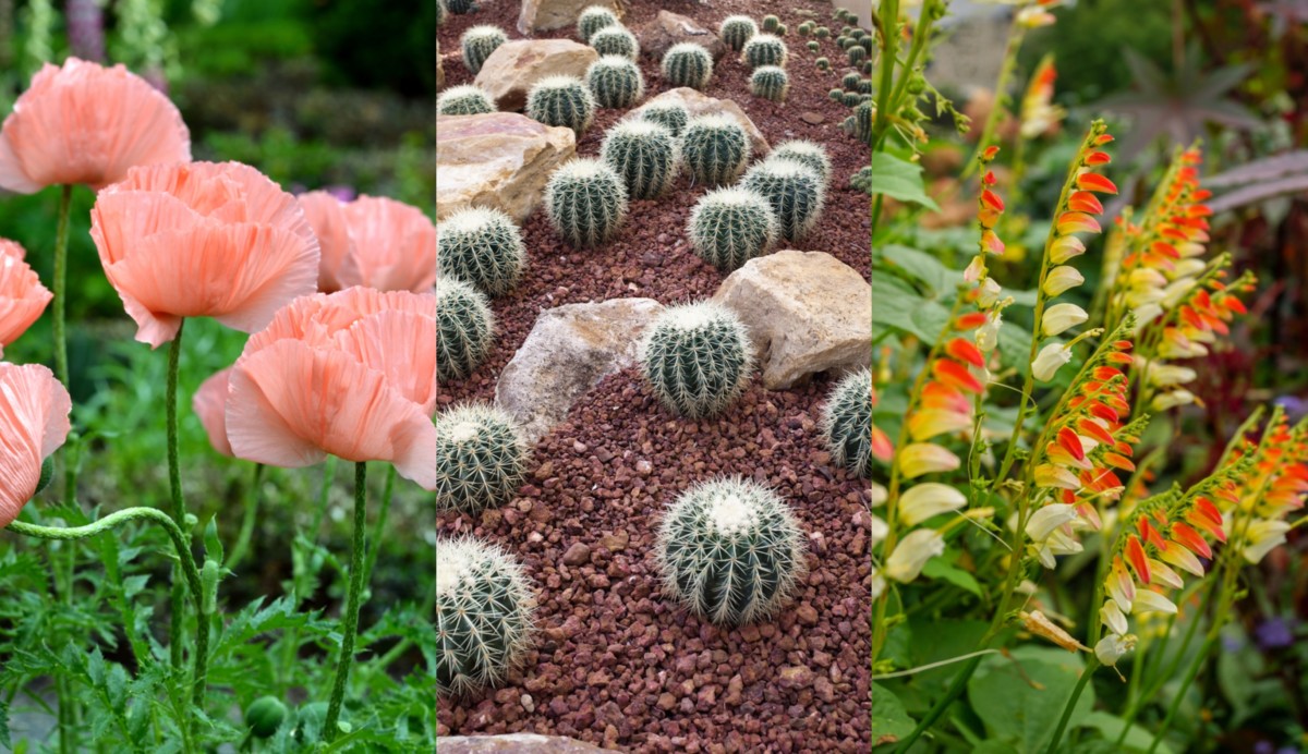 20 plantas tolerantes a la sequía que nunca necesitarás regar