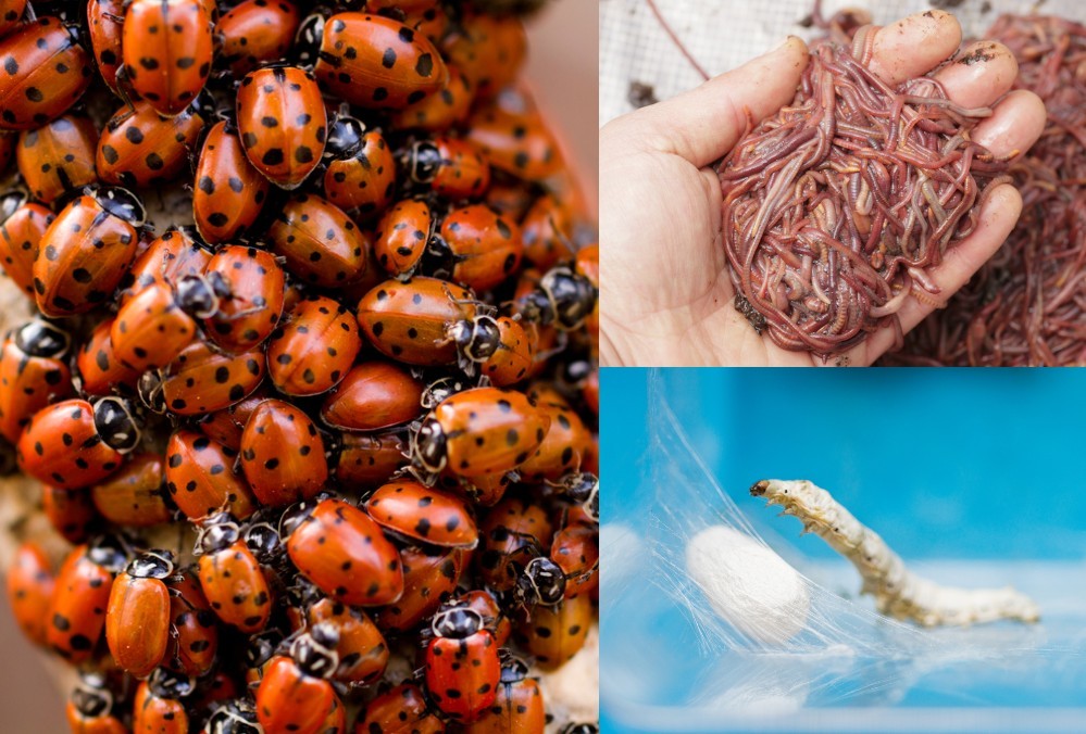6 insectos que puedes criar para obtener ganancias impresionantes