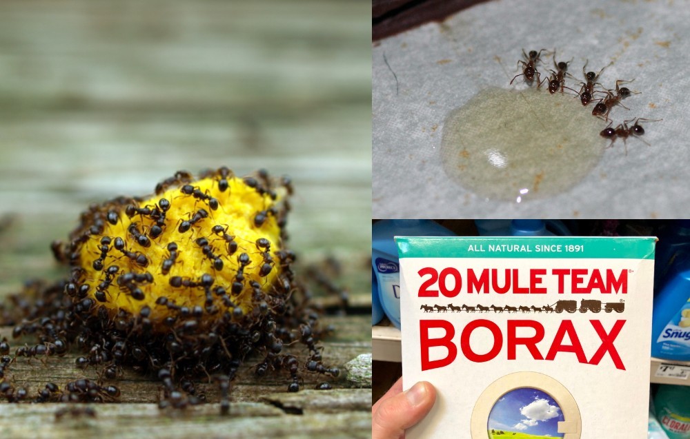 Las 10 formas más efectivas de deshacerse de las hormigas