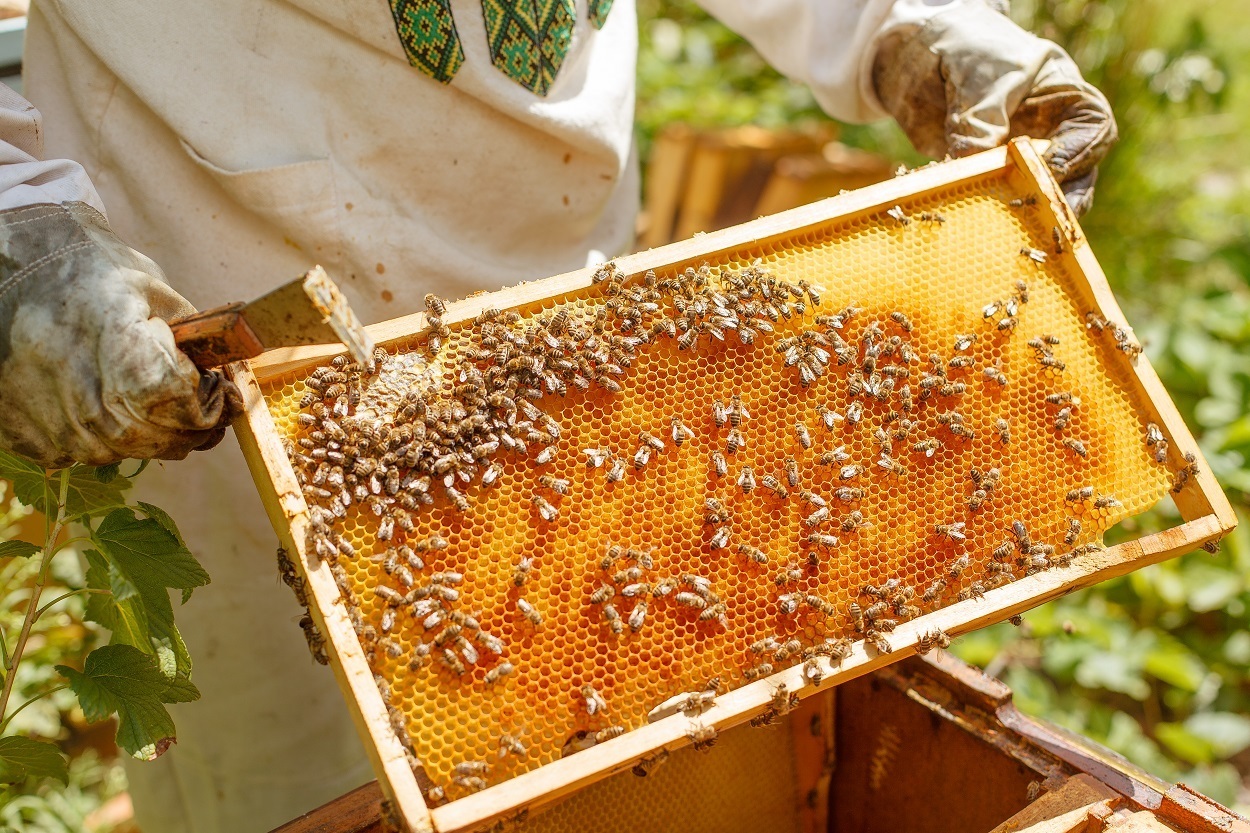 Una guía para principiantes sobre cómo criar abejas melíferas y